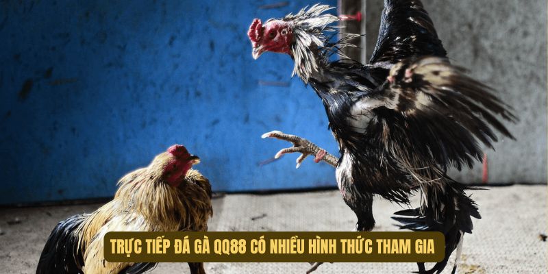 Có nhiều hình thức cock fight siêu cuốn hút