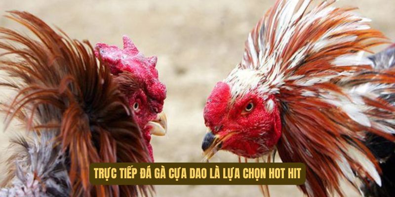 Có nhiều hình thức cock fight siêu cuốn hút