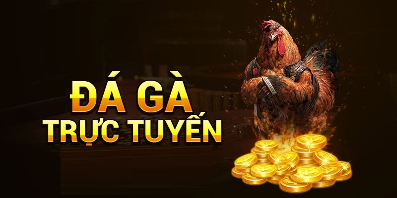 Giới thiệu về hệ thống cá cược đá gà casino