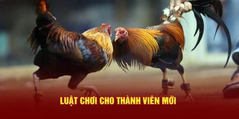 Luật chơi đá gà QQ88 cho các tân thủ